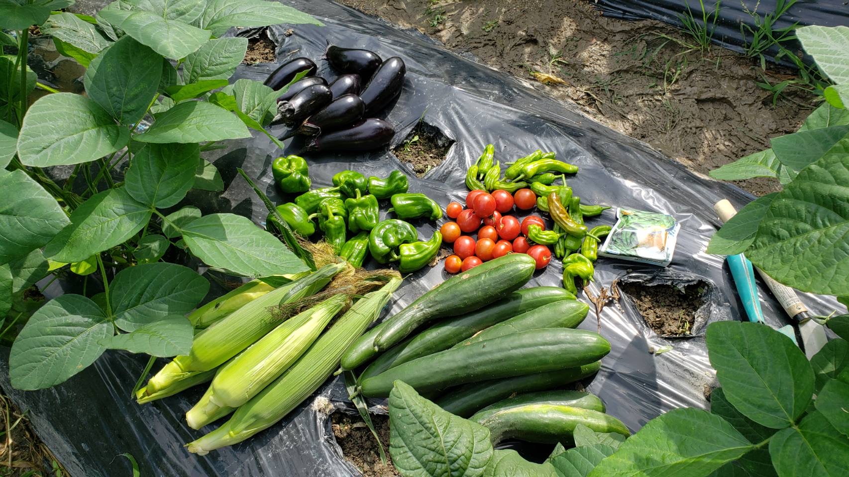 収穫した夏野菜