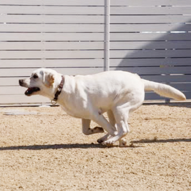 Doggy up(ドギーアップ)